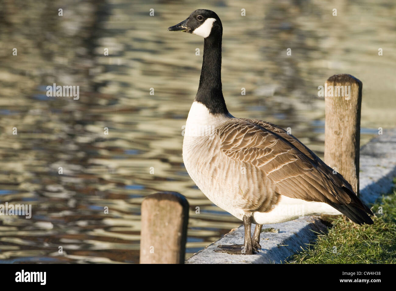 Canada goose side profile hi res stock photography and images Alamy
