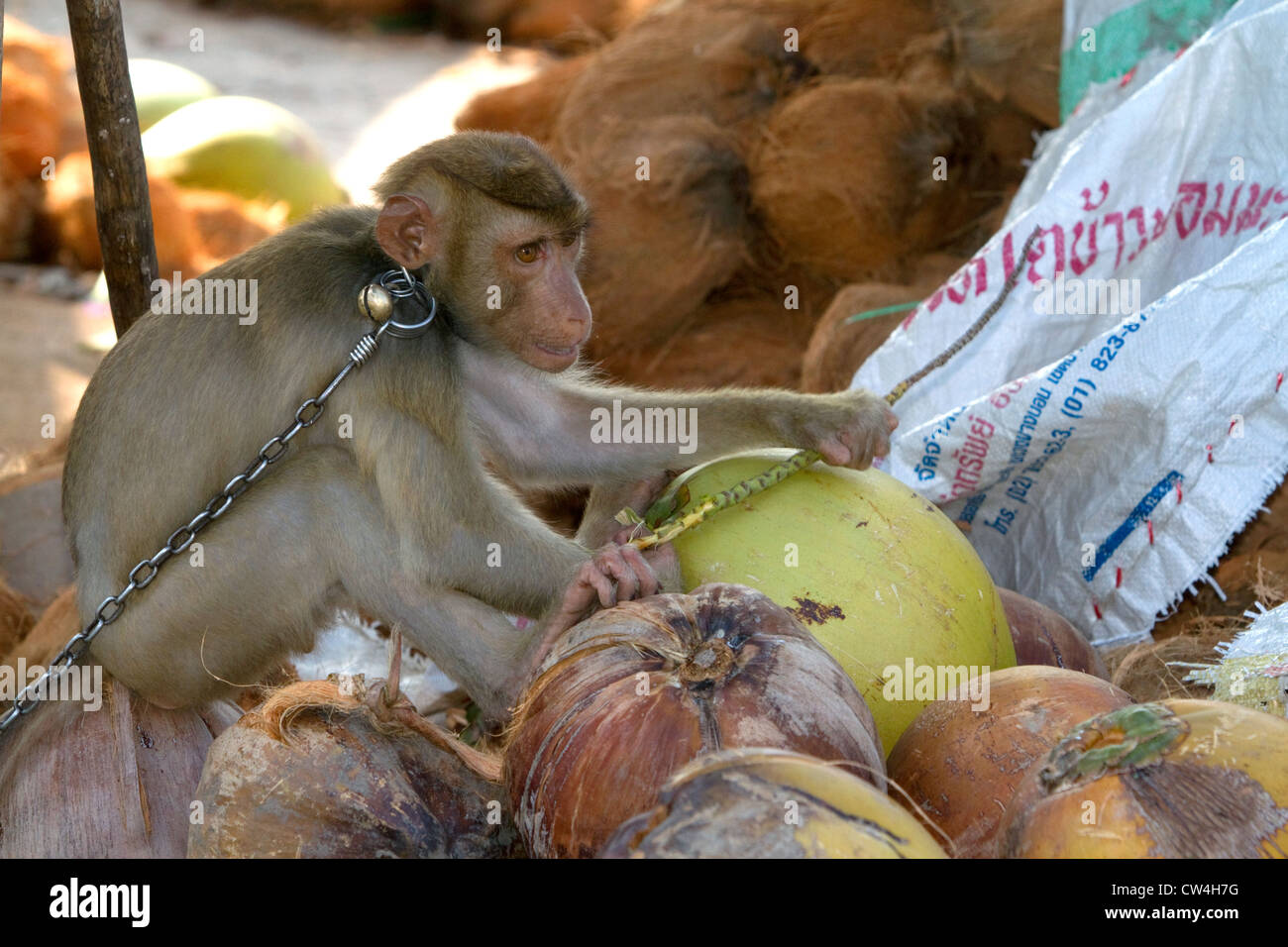 Trained monkey harvests coconuts from trees on the island of Ko Samui, Thailand. Stock Photo