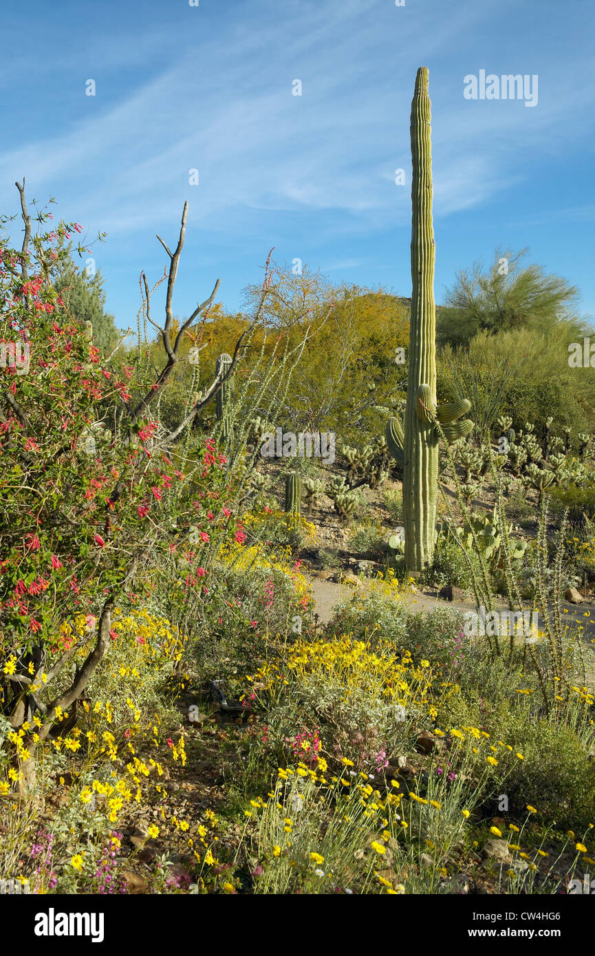 Large saguaro cactus and desert bloom in Saguaro National Park West ...