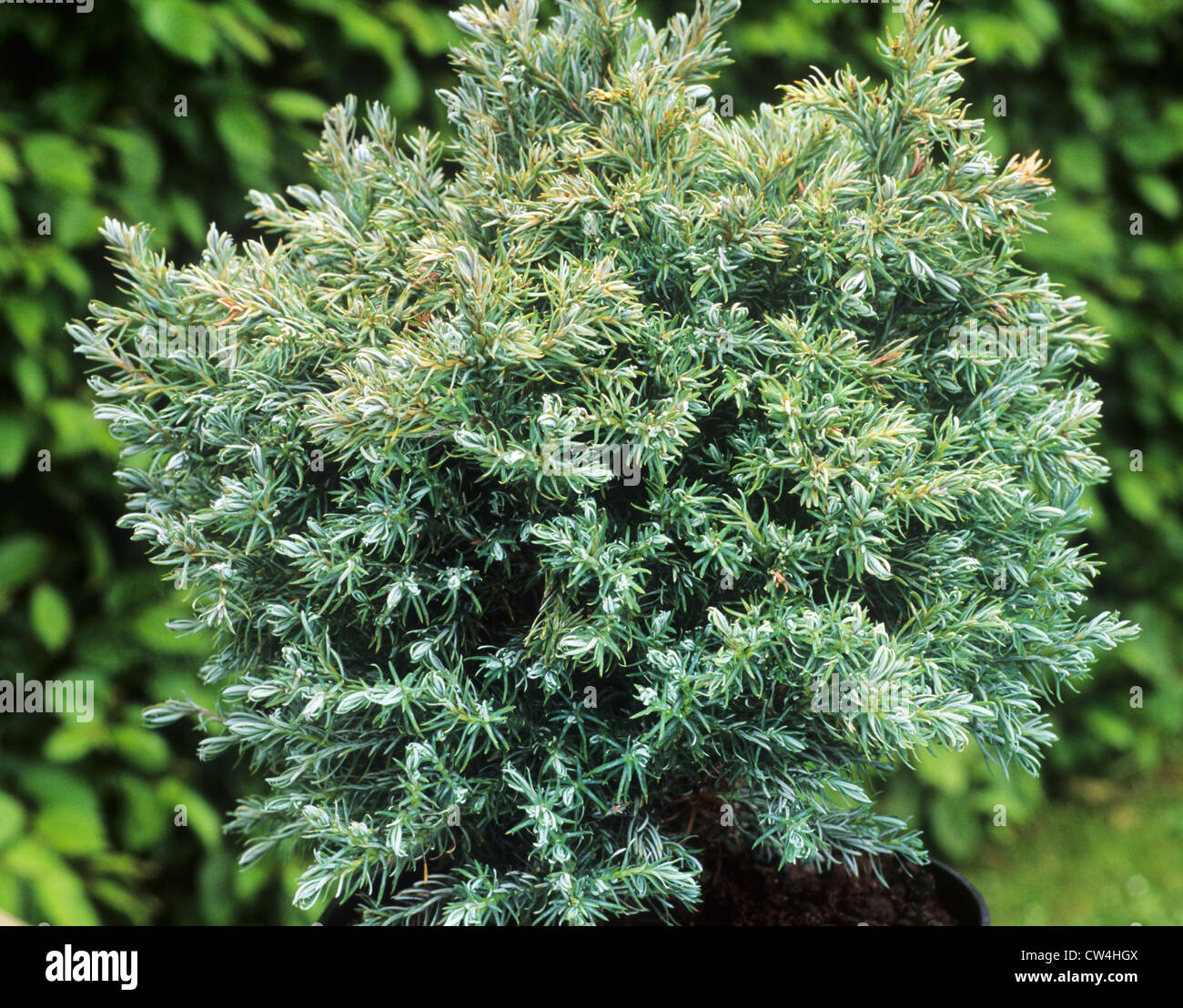Chamaecyparis pisifera 'True Blue', cypress conifer conifers garden plant plants Stock Photo