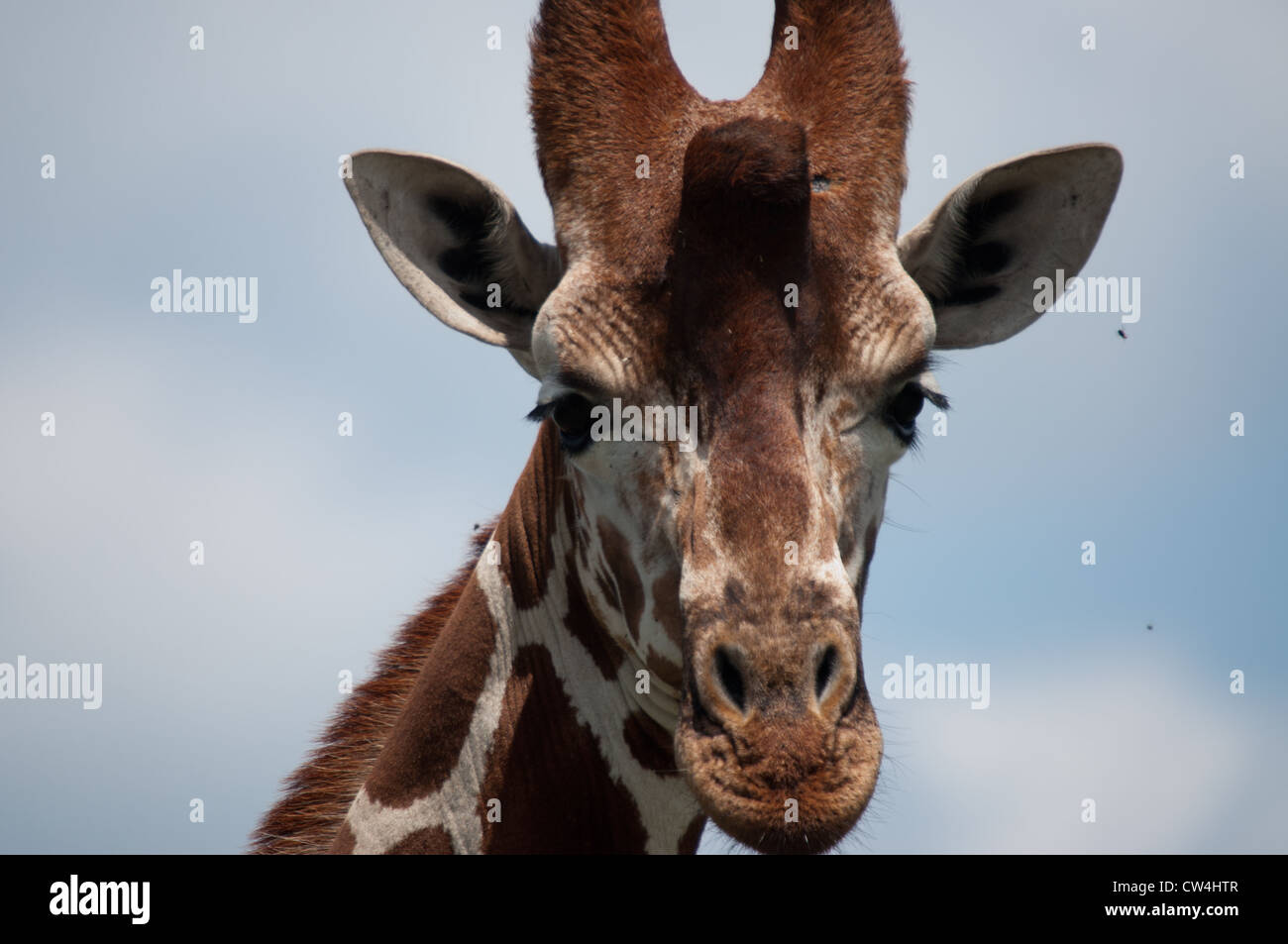 Giraffe head Stock Photo