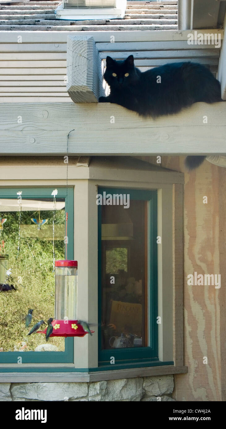 Black cat named Bliss hovering over hummingbirds in Oak View, California Stock Photo