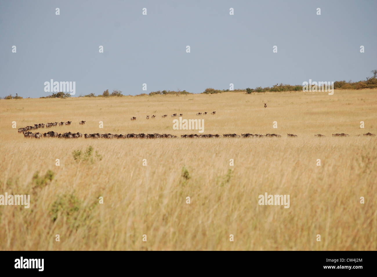 The great migration, Maasai Mara, Kenya Stock Photo