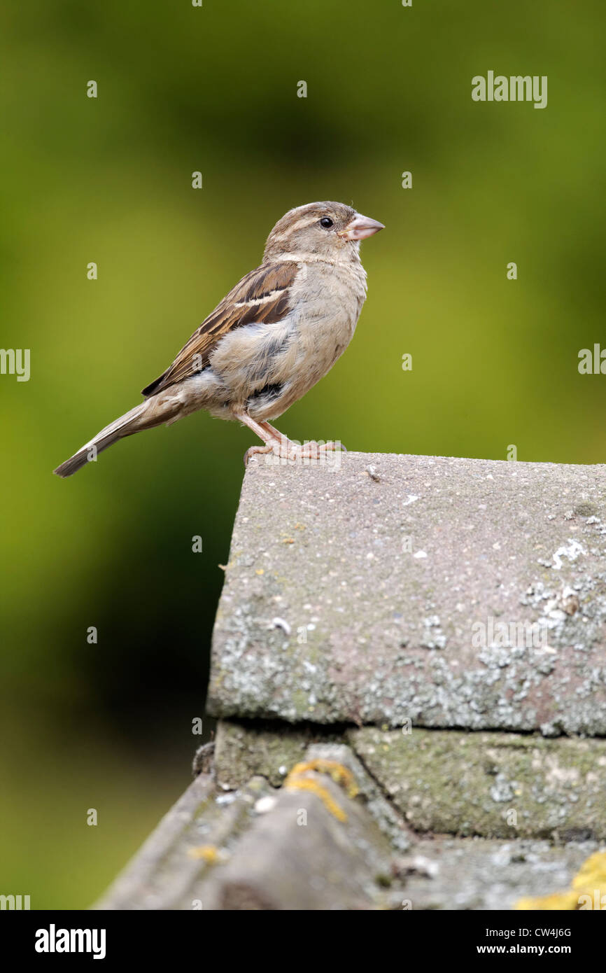 House sparrow, Passer domesticus. single female on tiled roof, Staffordshire, August 2012 Stock Photo