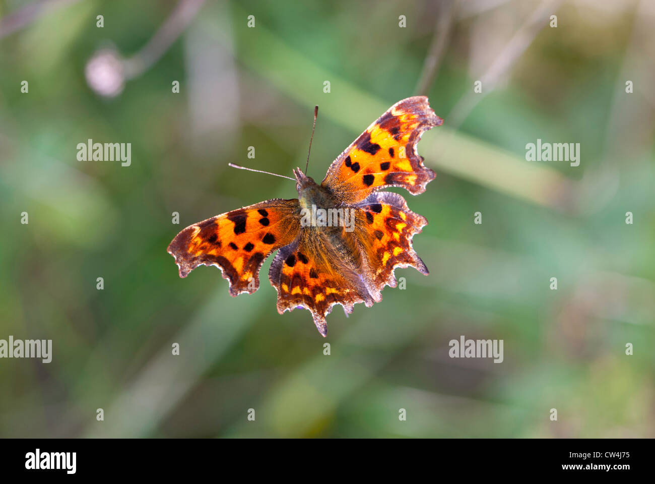 A Comma Butterfly Stock Photo