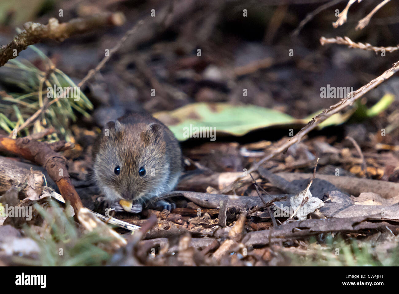 A Bank Vole eating under a bush Stock Photo Alamy