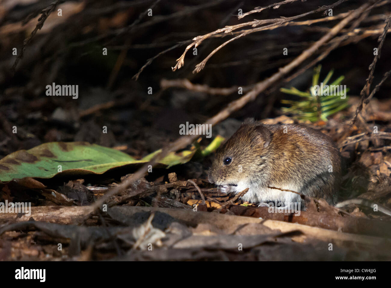 A Bank Vole eating under a bush Stock Photo Alamy