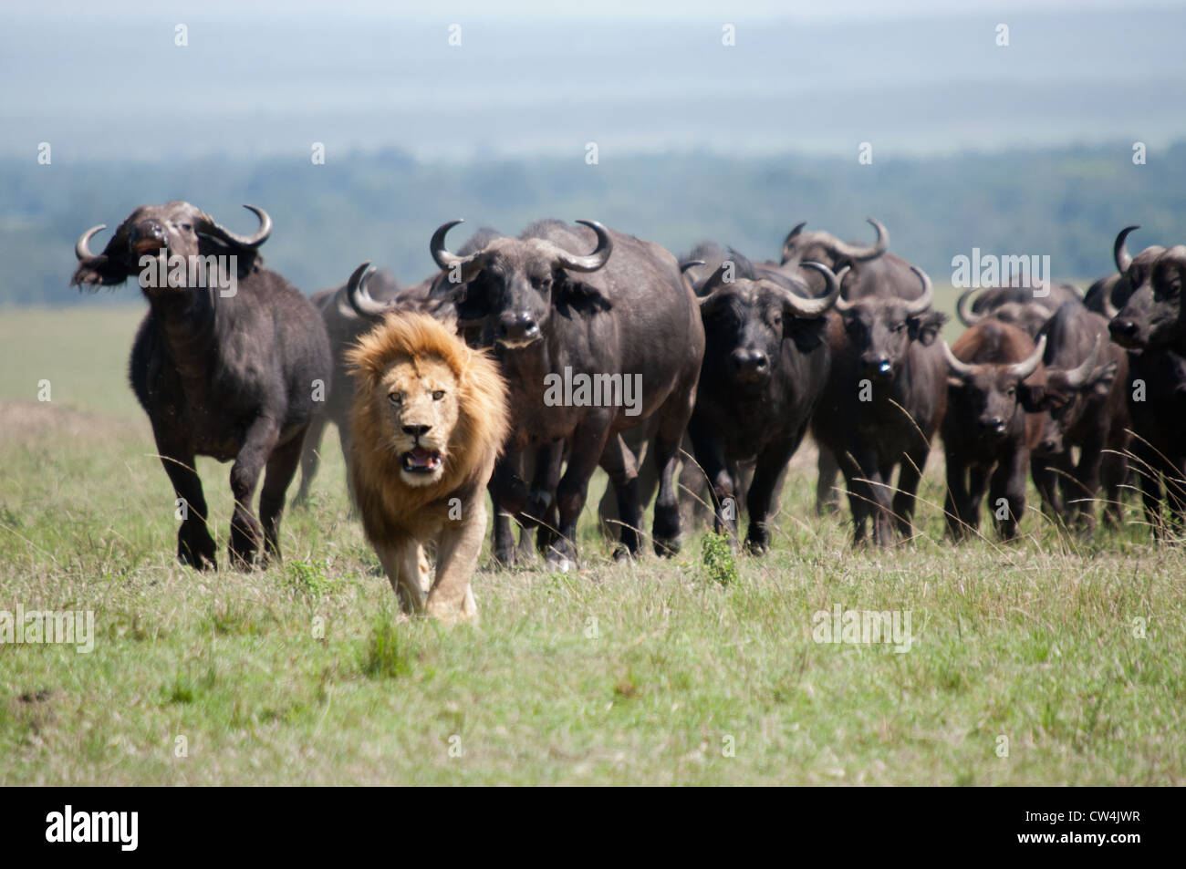 Lions attacking buffalo Stock Photo