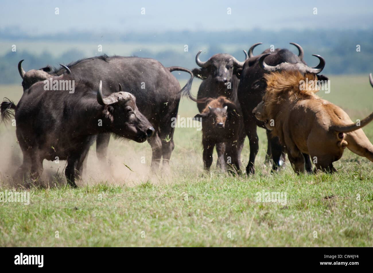 Lions attacking buffalo Stock Photo