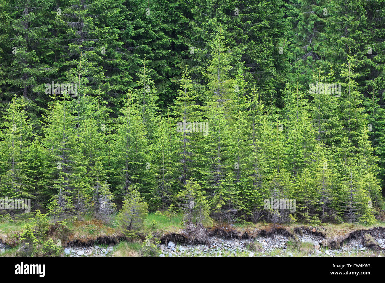 Pine tree fir forest hi-res stock photography and images - Alamy