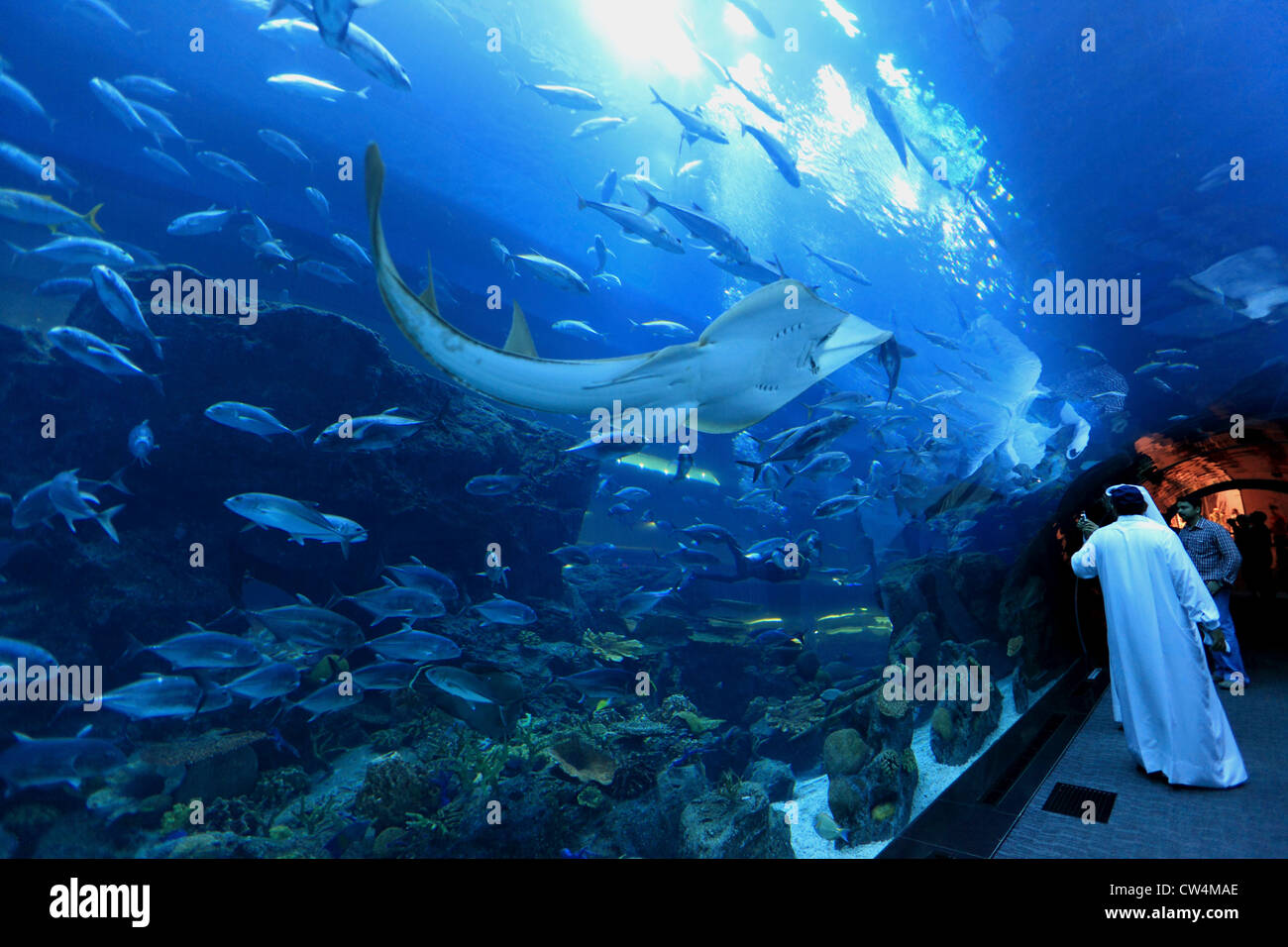 3590. Aquarium, Dubai Mall, Dubai, UAE. Stock Photo