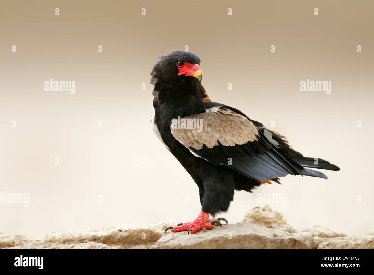Bateleur eagle perched on rocks - Kalahari Desert Stock Photo