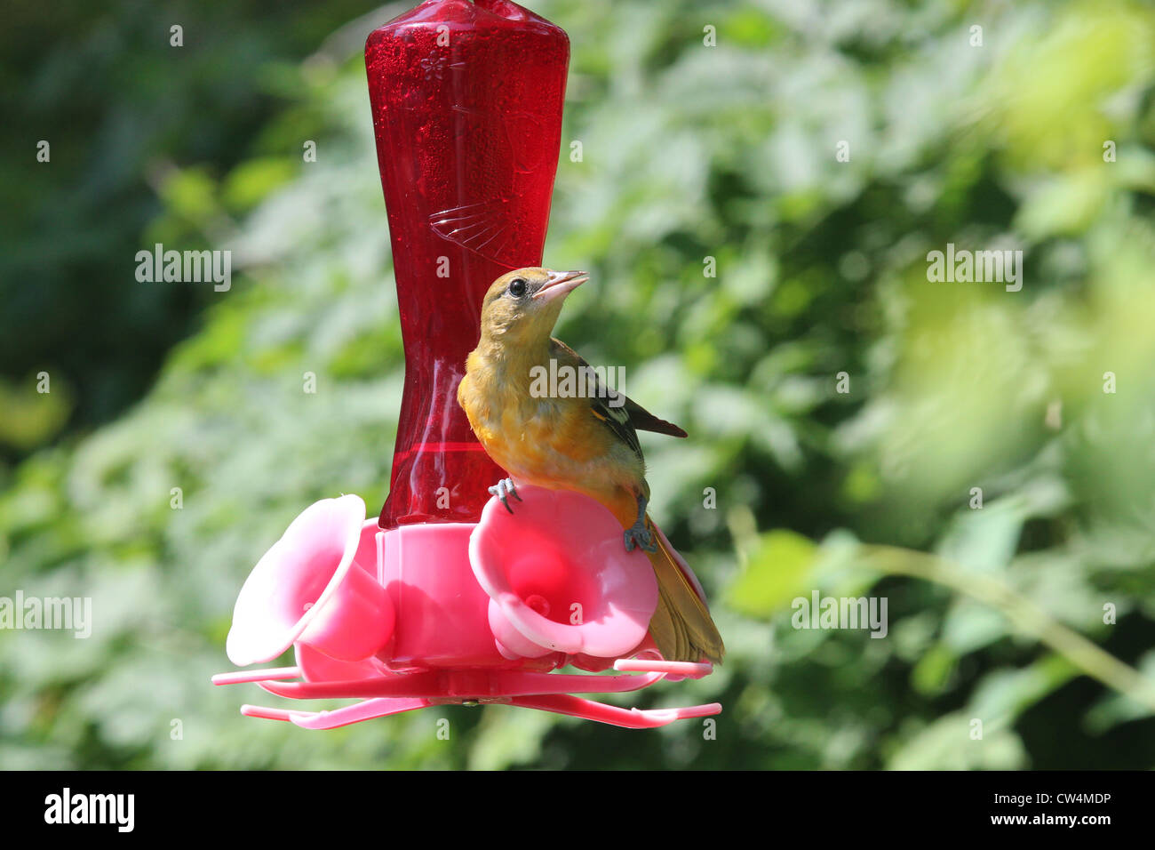 Juvenile Baltimore Oriole perched on a feeder ready to drink Stock