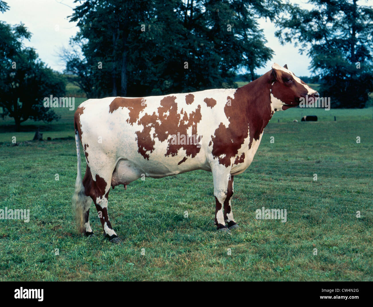 EXCELLENT AYRSHIRE COW Stock Photo
