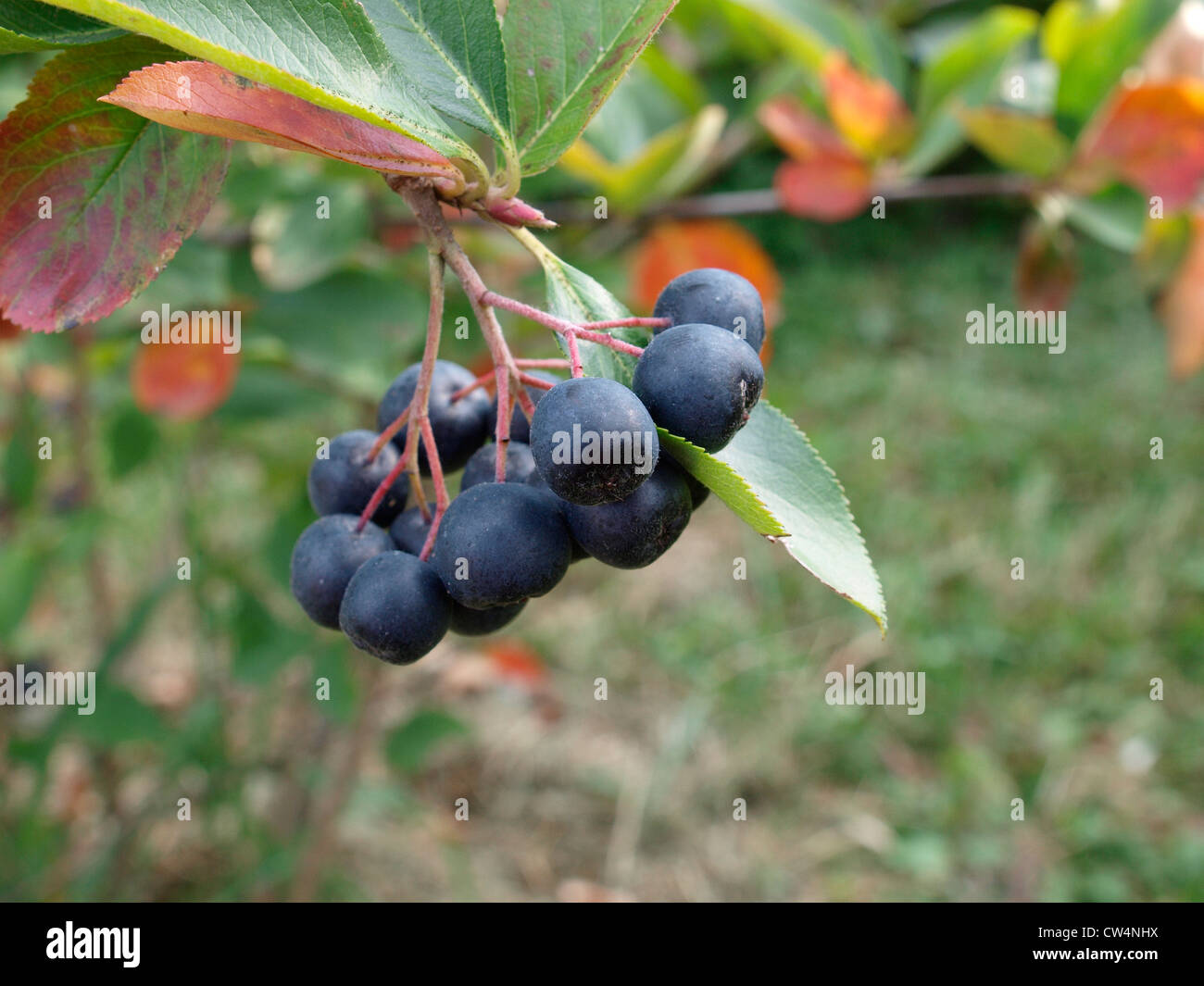 Aronia plant with purple chokeberries Stock Photo