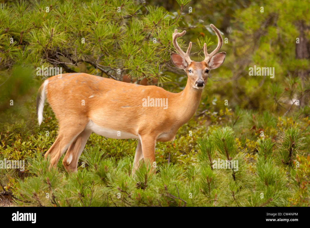 6 point buck hi-res stock photography and images - Alamy