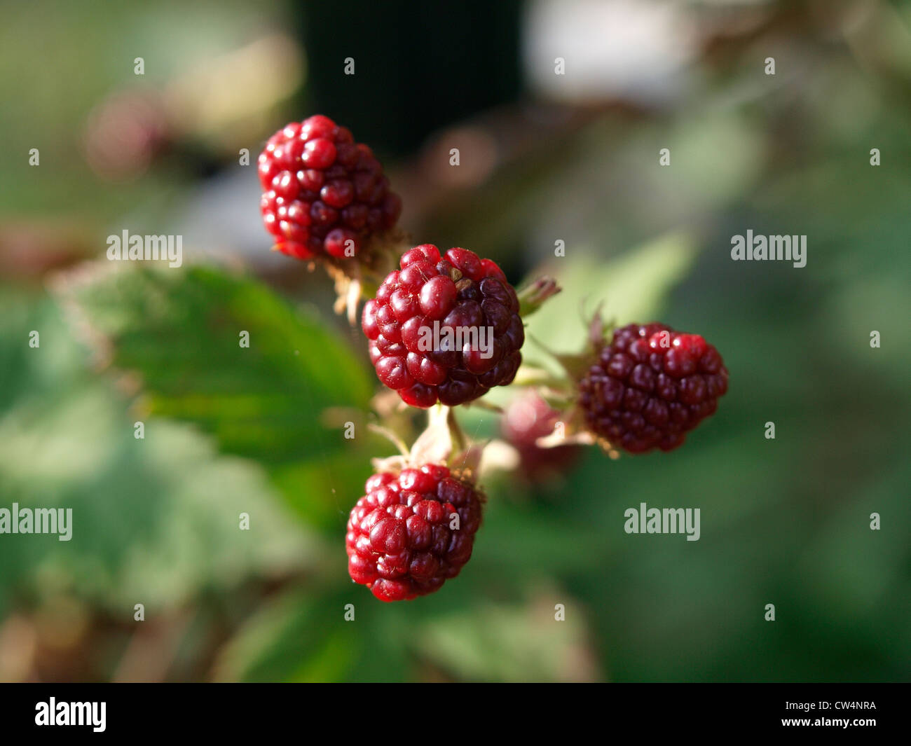 Ripening blackberries in a garden Stock Photo