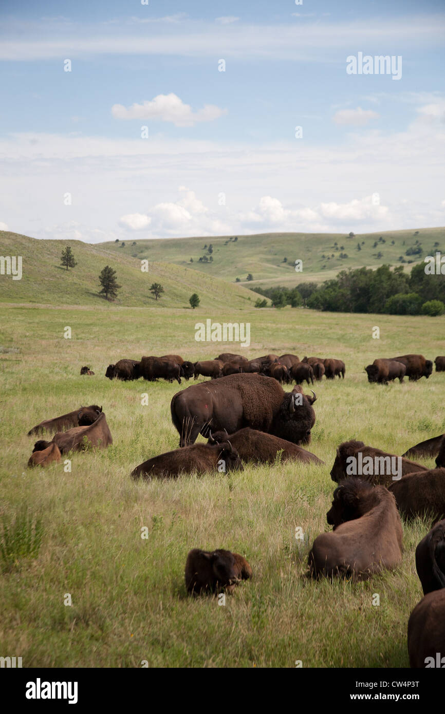 A herd of buffalo (bison) at Custer State Park in South Dakota. Stock Photo