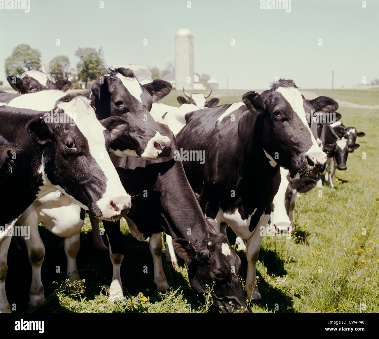 GROUP OF HOLSTEINS IN FARMYARD / PENNSYLVANIA Stock Photo Alamy