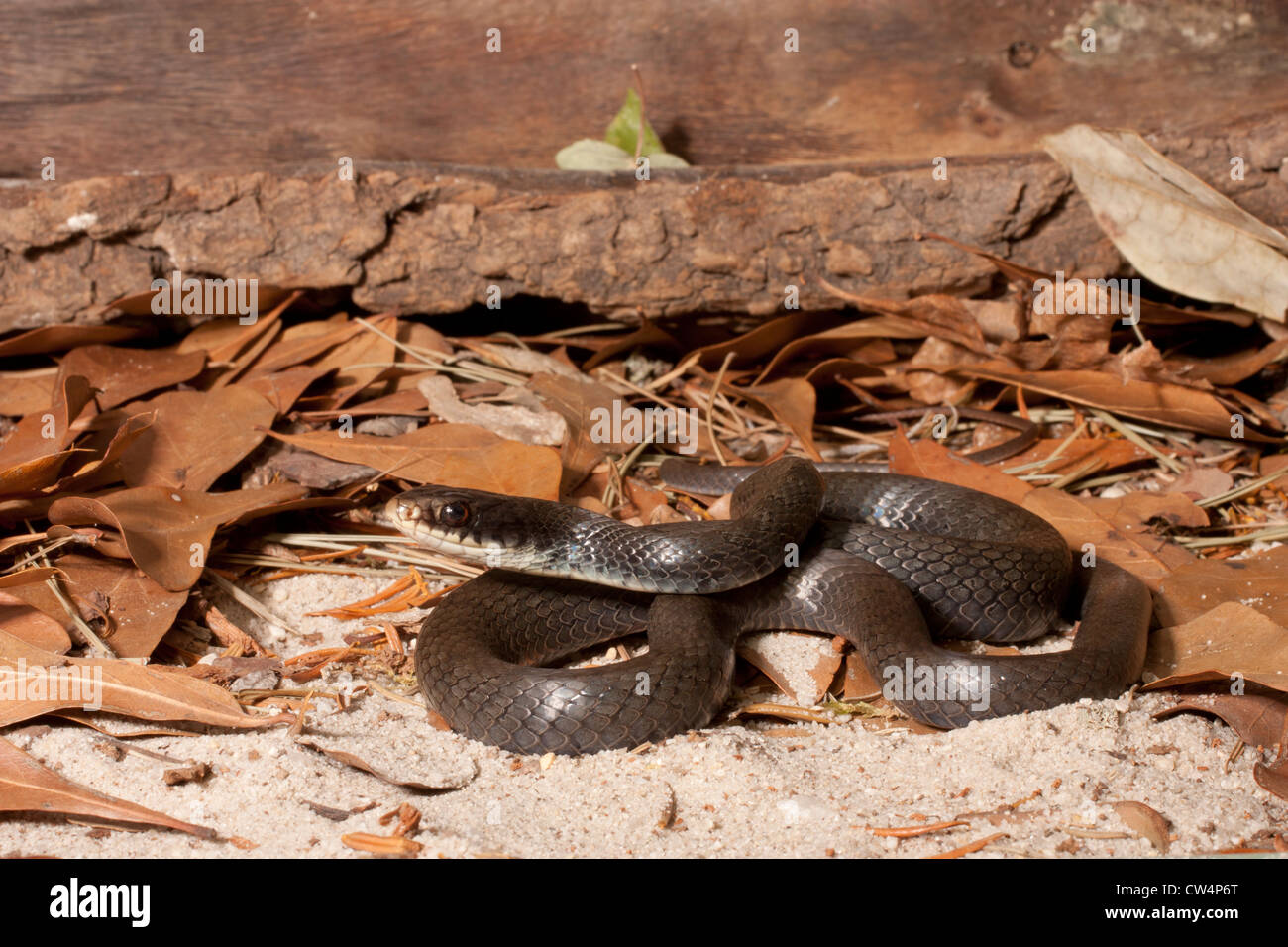 Northern black racer - Coluber constrictor constrictor Stock Photo