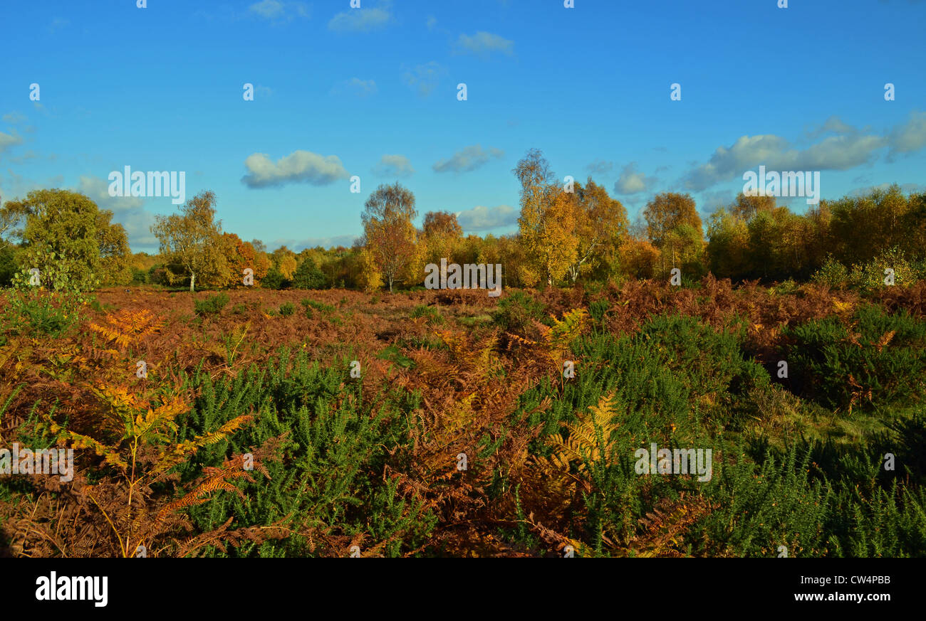 Sutton Park Stock Photo - Alamy