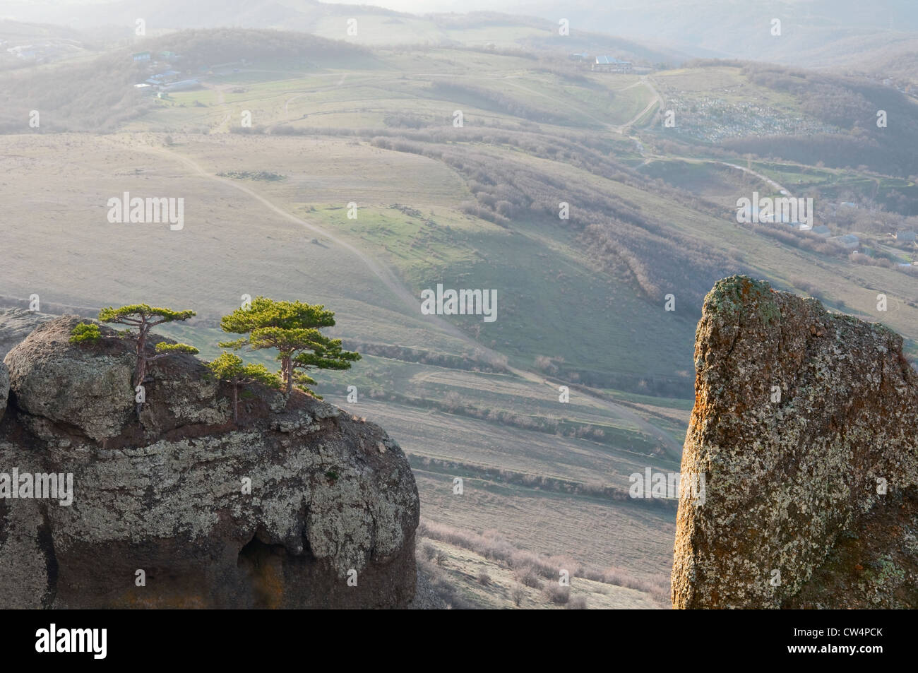 Juniper climbing on top of the rock, Crimea, Ukraine Stock Photo