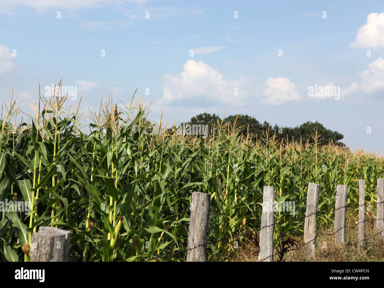 Green corn field Stock Photo