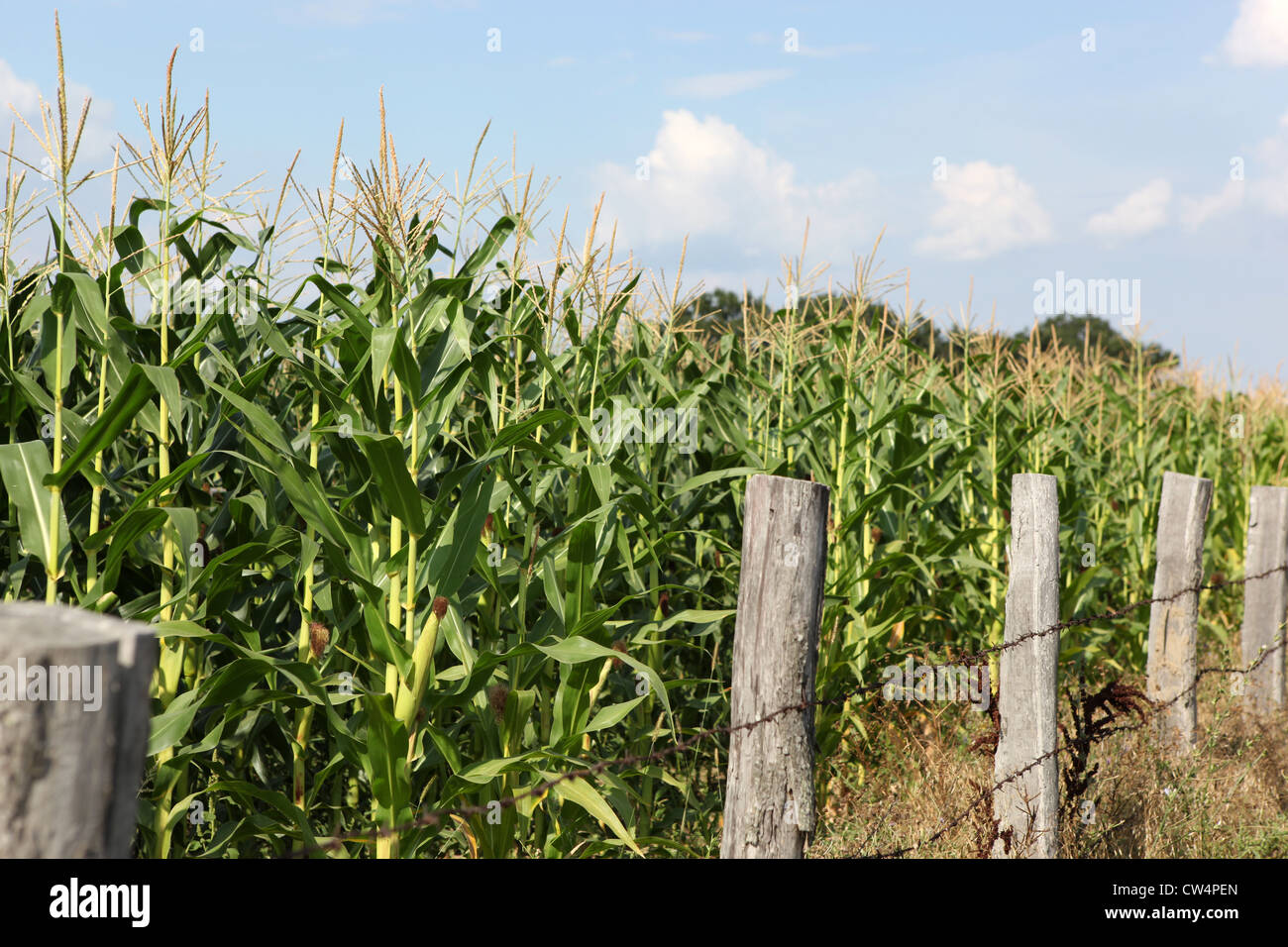 Green corn field Stock Photo