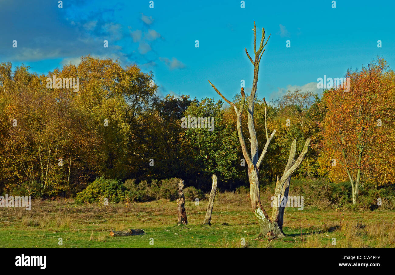 Sutton Park Stock Photo - Alamy