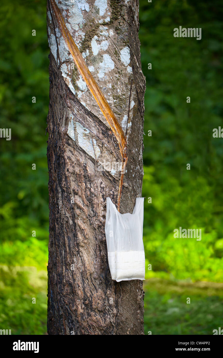 Tapping Hevea tree for the production of latex Stock Photo
