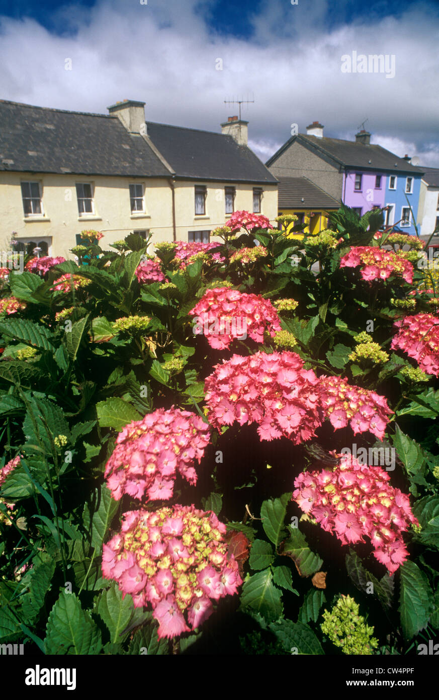 Beautiful pink flowers in Eyeries Village, West Cork, Ireland Stock