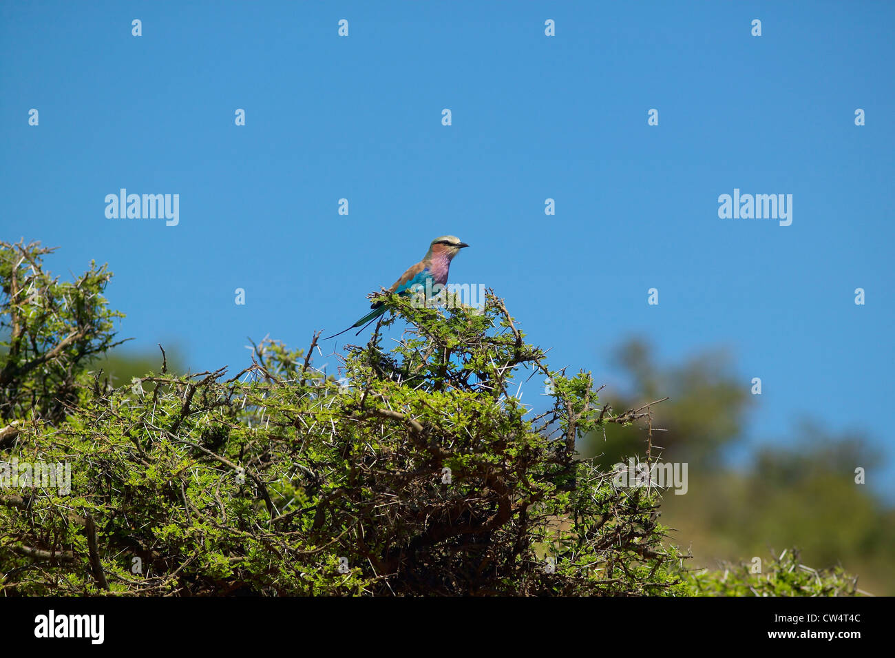 Multi-colored bird singing on tree in Kenya, Africa on the Lewa Conservancy Stock Photo