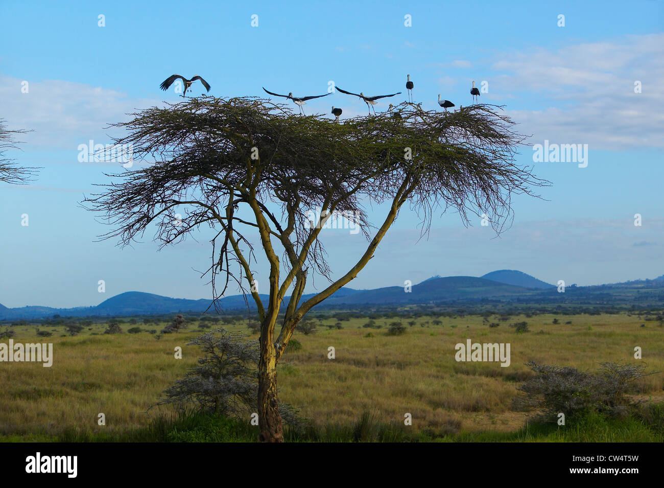 Lewa Tree Acacia downs hi-res stock photography and images - Alamy