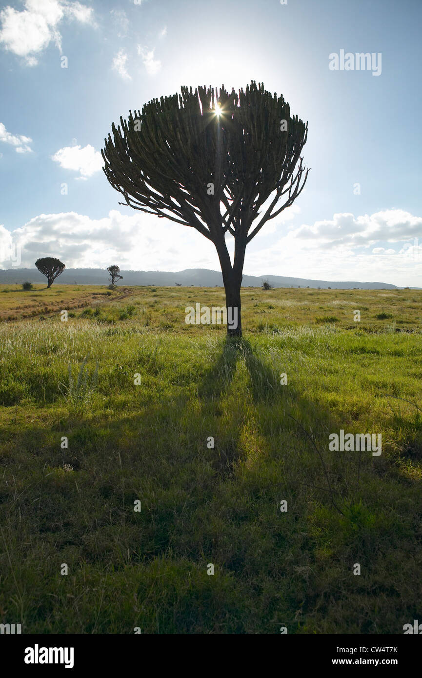 Lewa Tree Mount Kenya and lone Acacia Tree with sun shining through branches at ...