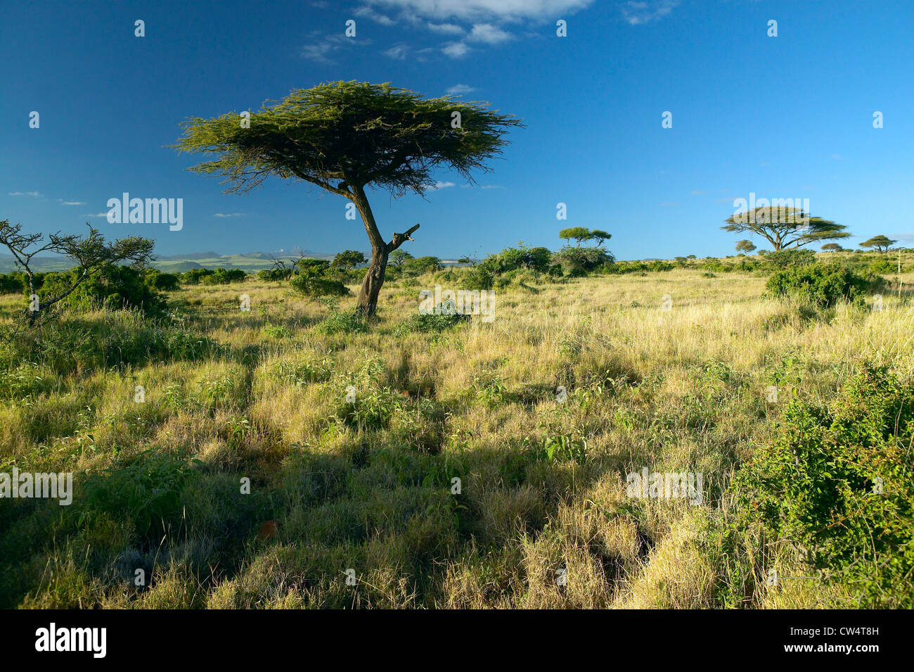 Lewa Tree Mount Kenya and lone Acacia Tree at Lewa Conservancy, Kenya, Africa ...