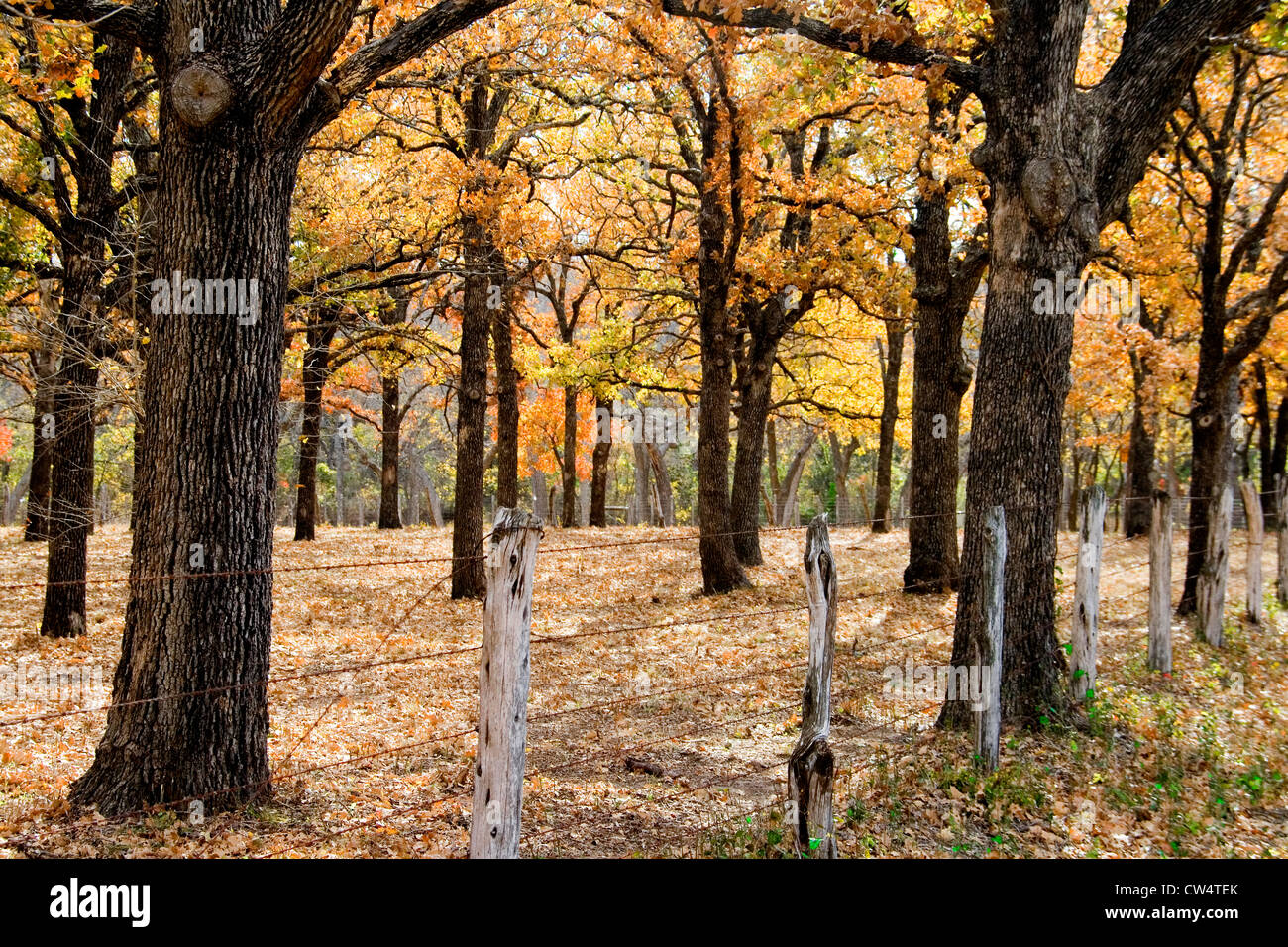 Fall Colors, Autumn Stock Photo