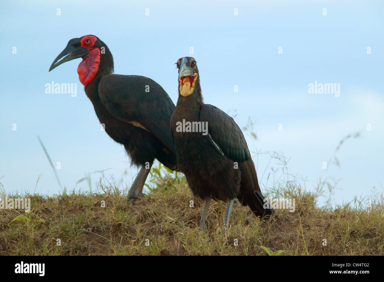 Ground Horn Bill birds with red neck in Masai Mara near Little Governor's camp in Kenya, Africa Stock Photo