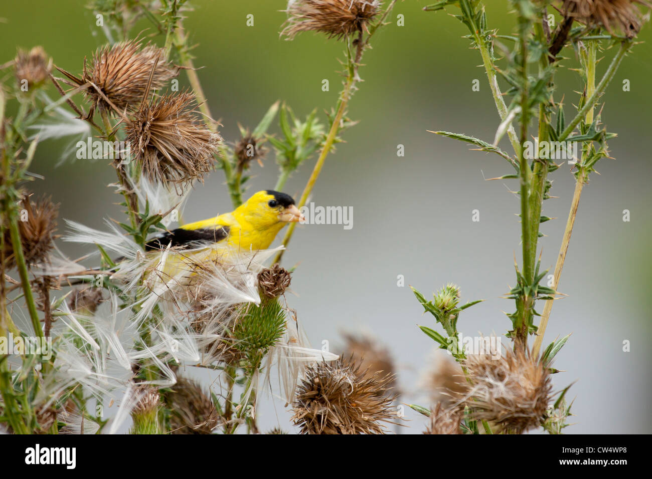 American Goldfinch