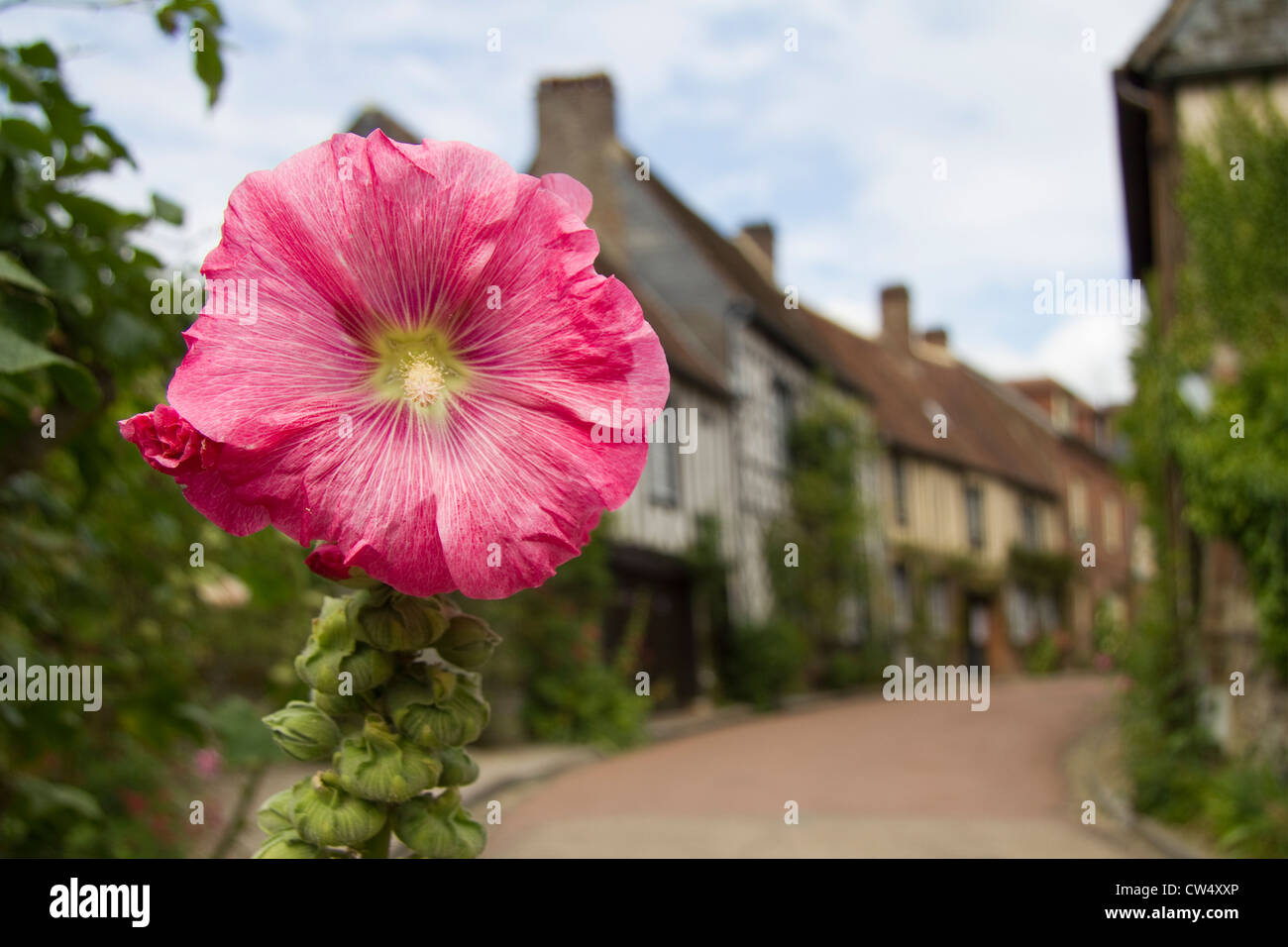 Mallow flower, Gerberoy Village, Picardie, Oise France Stock Photo