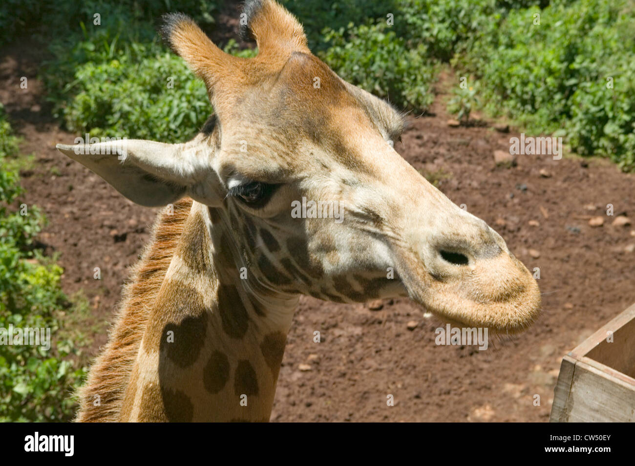 Close up Rothschild giraffe's head African Fund for Endangered Wildlife Giraffe Center near Nairobi National Park Nairobi Kenya Stock Photo
