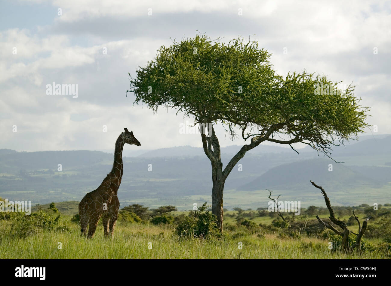 Lewa Tree Masai Giraffe stands under acacia tree in Lewa Wildlife Conservancy ...