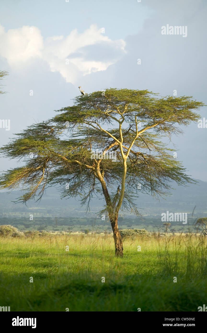 Lewa Tree Lewa game reserve hi-res stock photography and images - Alamy
