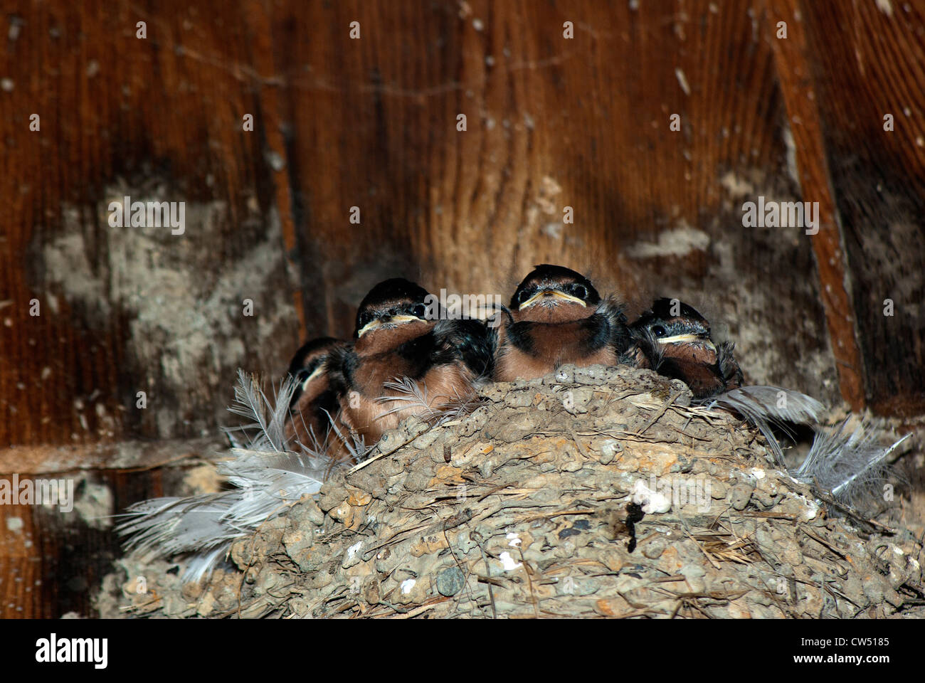 Four baby swallow chicks waiting for food. Stock Photo