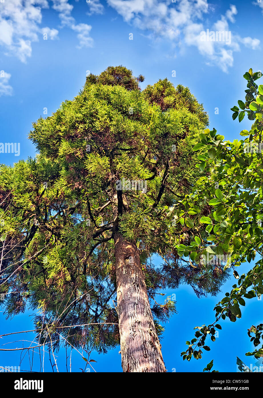 Tall green pine tree in the backdrop of blue sky and white fluffy clouds, saturated, nature, Darjeeling, Stock Photo