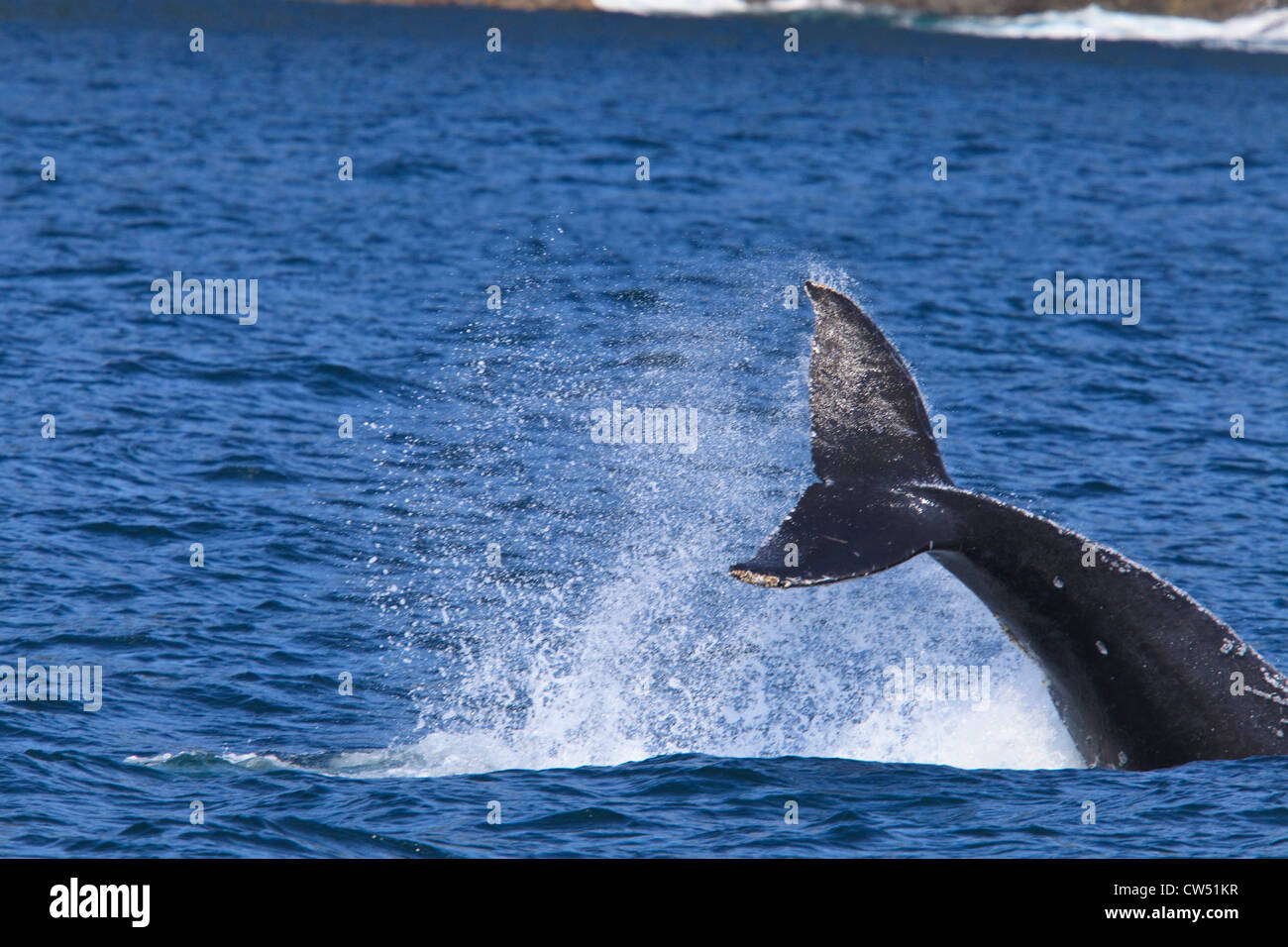 Breaching Whale Glacier Bay Alaska Hi-res Stock Photography And Images ...