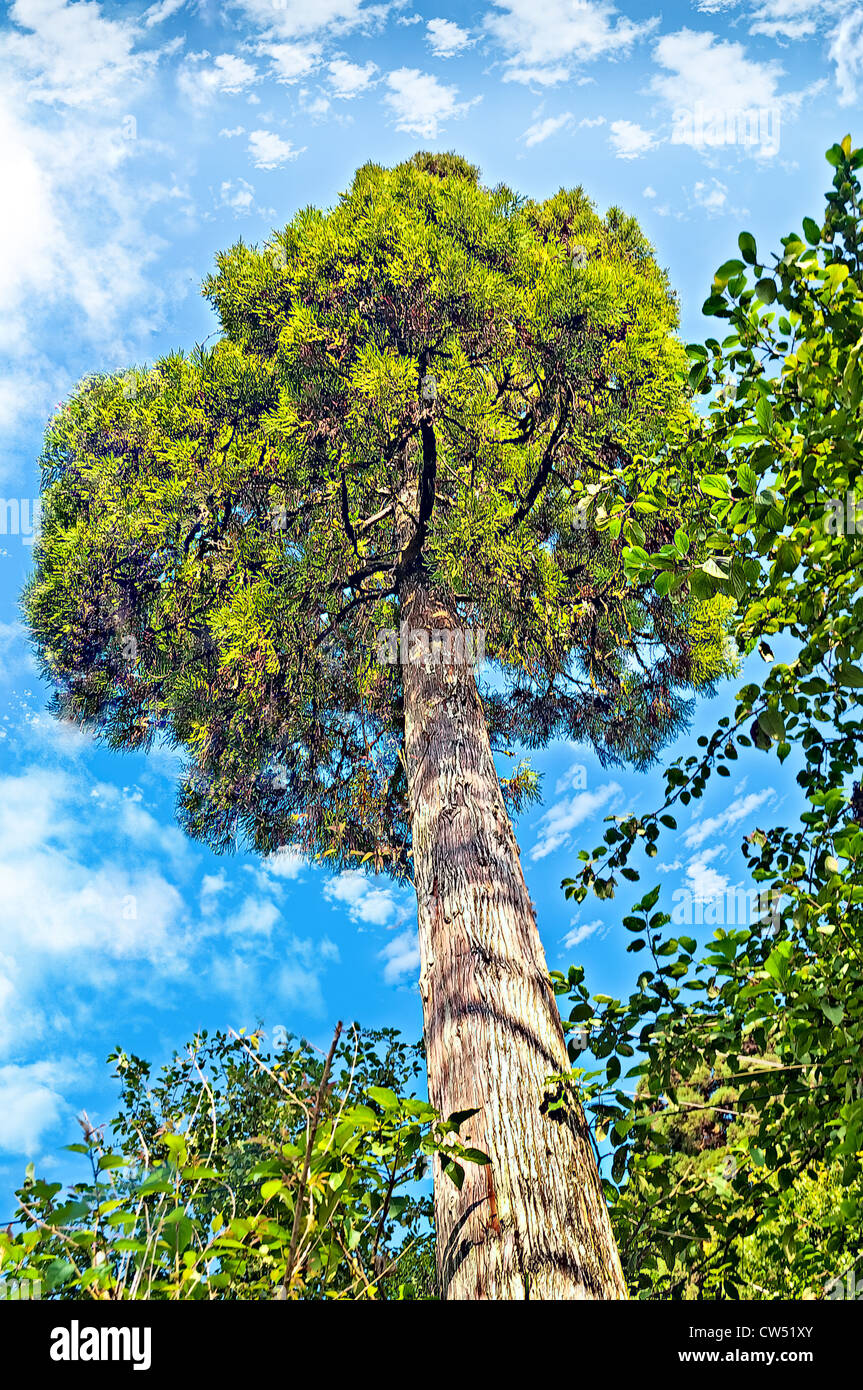 Tall green pine tree in the backdrop of blue sky and white fluffy clouds, saturated, nature, Darjeeling, Stock Photo