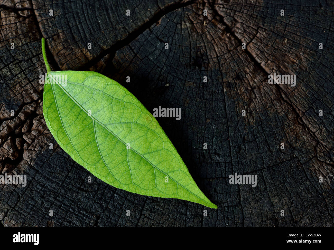 The last leaf on the dry stump,save the world concept. Stock Photo