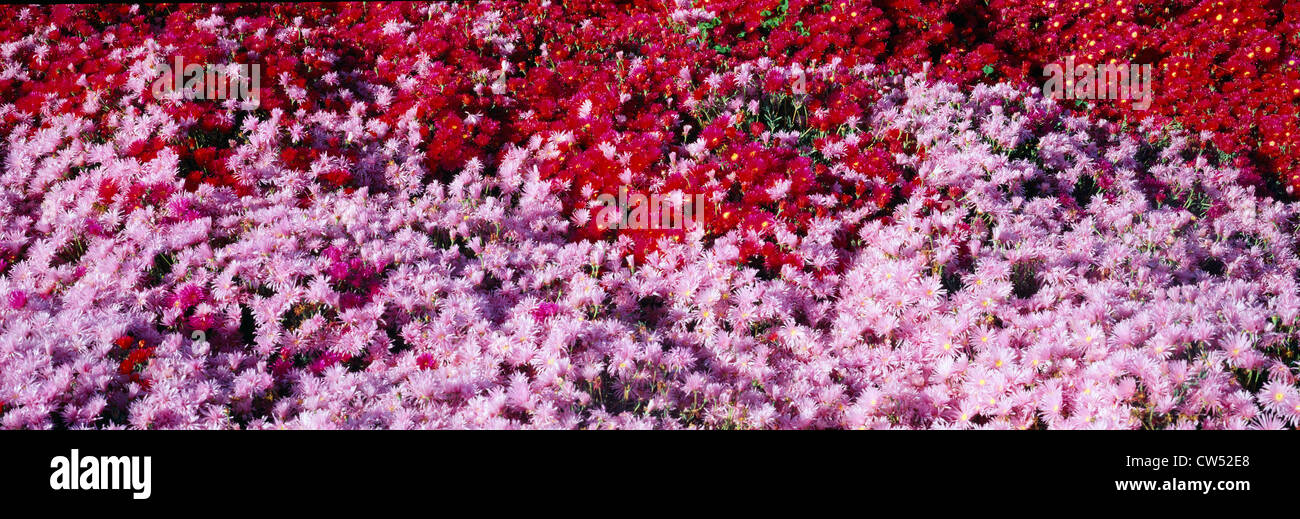 Spring flowers hi-res stock photography and images - Alamy