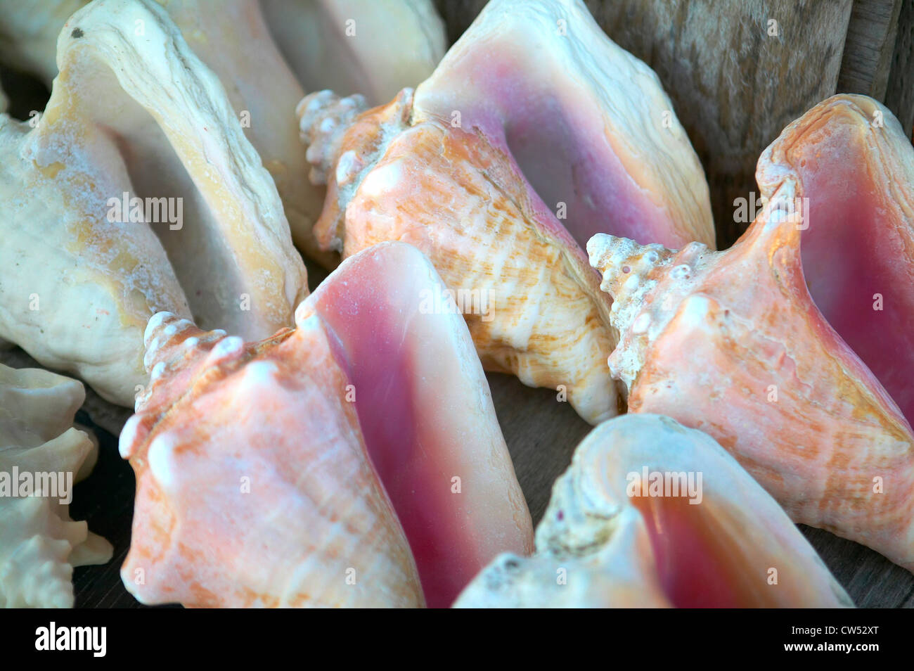 Mexico, Conch shells Stock Photo Alamy