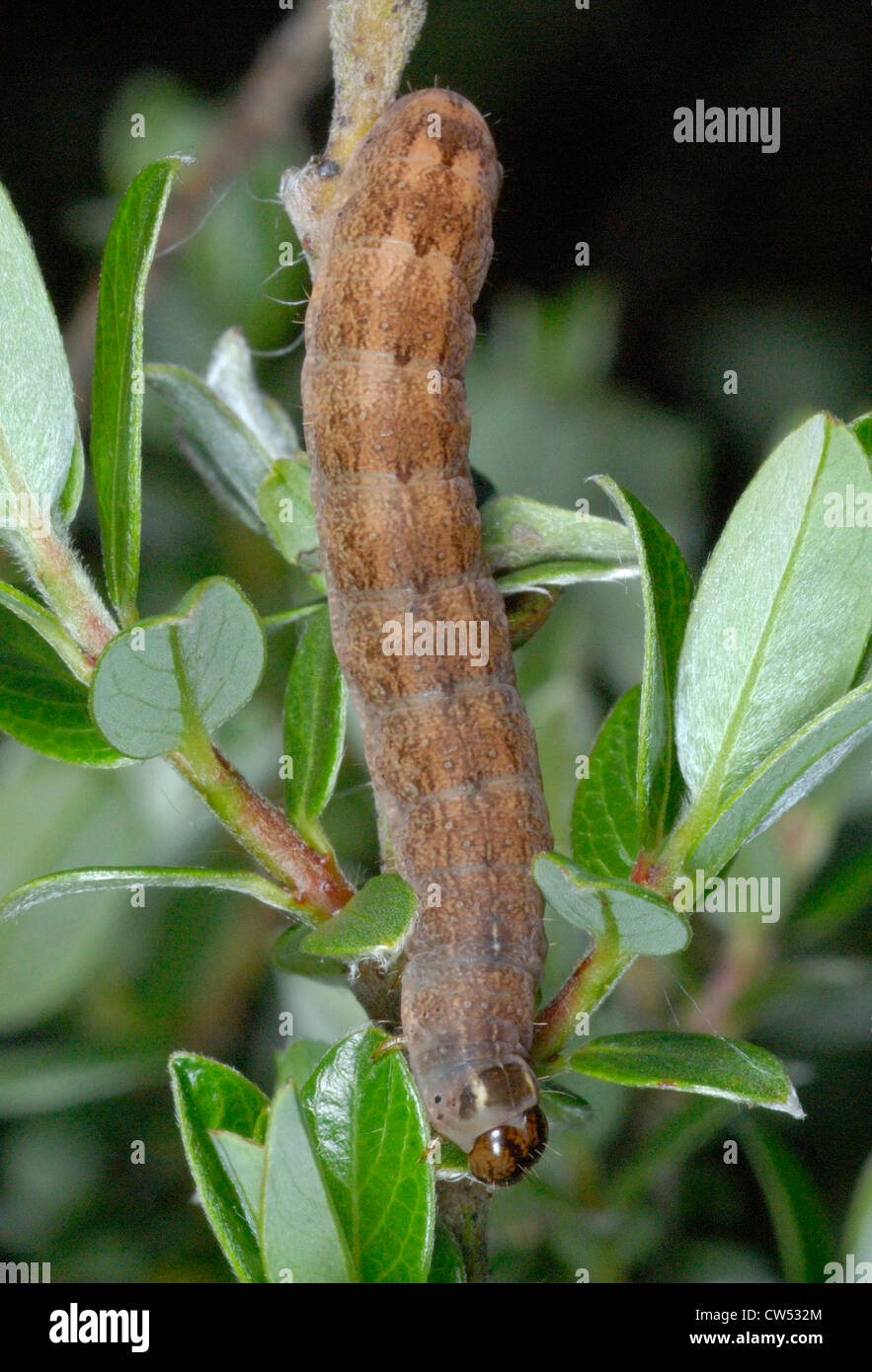 Brick Moth caterpillar (Agrochola circellaris)  on Creeping Sallow (Salix repens) at Whitford Burrows National Nature Reserve Stock Photo